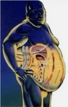 Graisse ou muscles